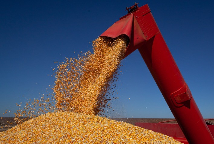 Colheita do milho em Mato Grosso encerra com atraso, mas produtividade supera expectativas