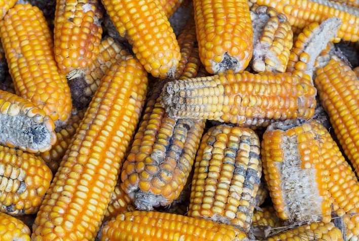 Micotoxinas em grãos e rações: riscos, impactos e soluções para a segurança alimentar