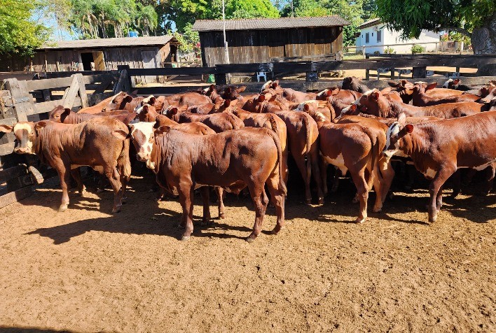 Santa Gertrudis se destaca no RS pela rusticidade e resistência ao carrapato