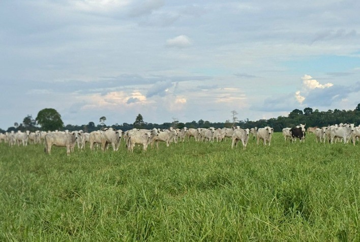 Queda na qualidade das pastagens exige manejo estratégico e suplementação durante a seca