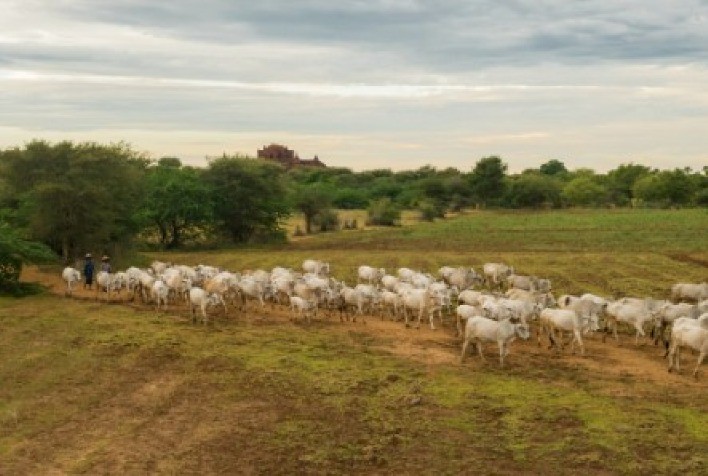 Rebanho bovino saudável depende de controle estratégico de parasitas e uso correto de antiparasitários