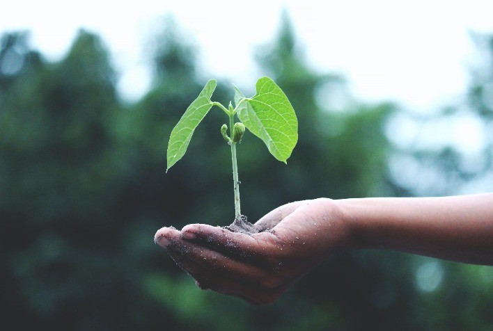 Tratamento de sementes aumenta produtividade e reduz custos na agricultura