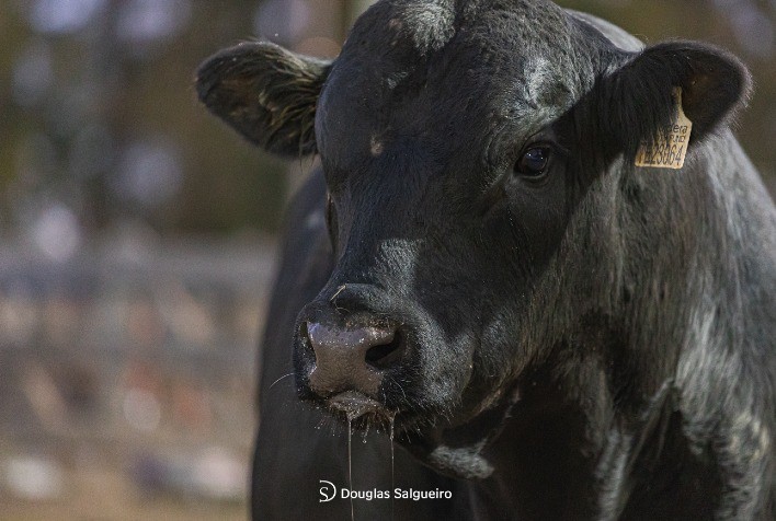 Congresso Mundial Brangus terá espaço exclusivo na Expointer e tours pelo país
