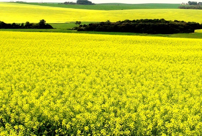 Canola e culturas de inverno apresentam bom desenvolvimento no Rio Grande do Sul