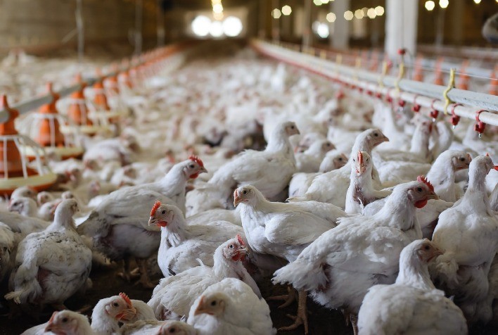 Ausência de importadores internacionais mantém volatilidade nos preços da carne de frango em agosto