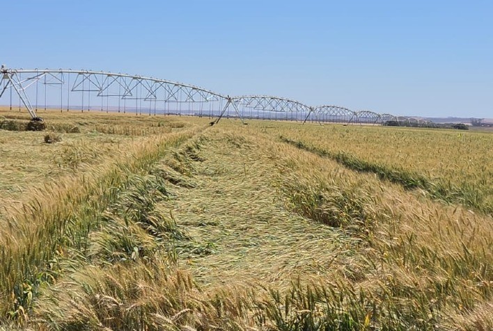 Trigo avança no Centro-Oeste e pode reduzir dependência de importações