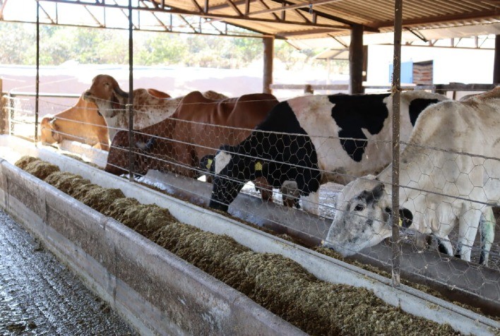 Programa de Melhoramento Genético beneficia produtores de leite em Goiás com investimento de R$ 3 milhões