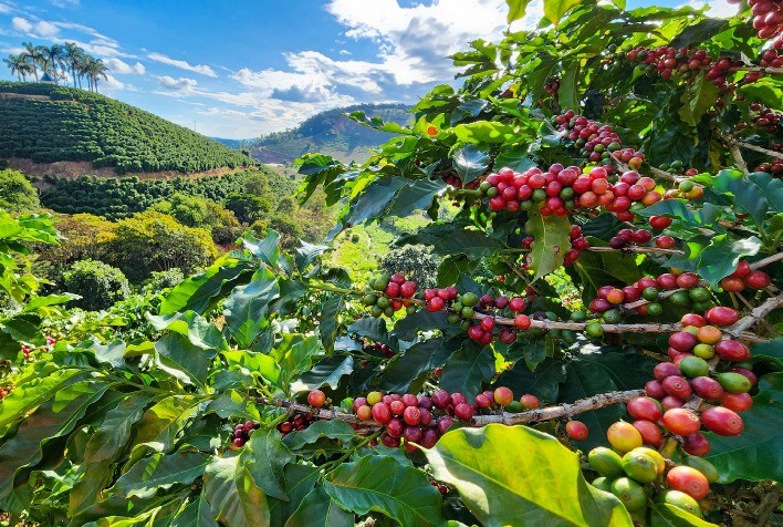 Últimos dias para inscrição no Concurso de Qualidade dos Cafés de Minas Gerais
