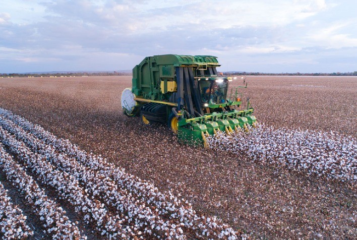 Vazio sanitário do algodão 2025 em Minas Gerais: prazos, regras e recomendações técnicas para produtores