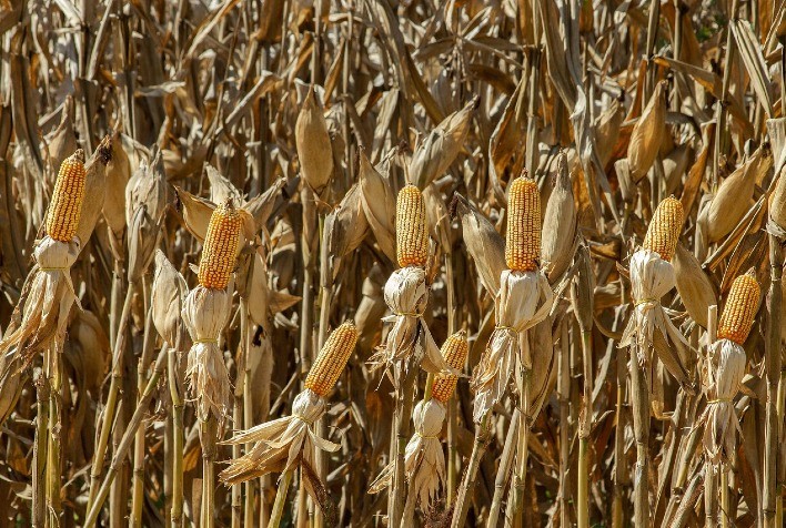 Concurso de Produtividade do Milho Verão 2025/26 abre inscrições para 500 áreas