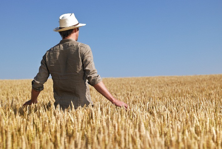 Trigo no RS mantém expectativa positiva de rendimento, apesar de danos pontuais causados pela chuva