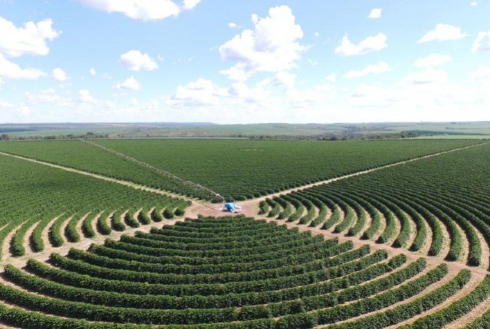 Safra de café da Alta Mogiana em 2025 registra queda de produtividade acima do esperado