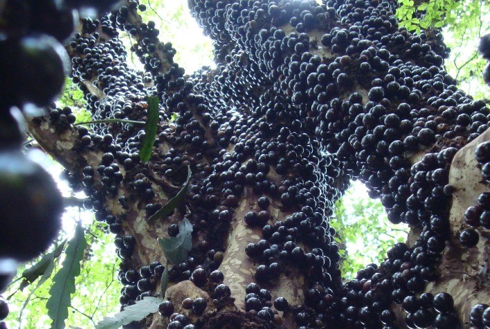 Chegou a safra da jabuticaba: saiba como cultivar e colher usando um cano de PVC