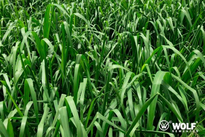 Genética de pastagem impulsiona produtividade da pecuária em Goiás