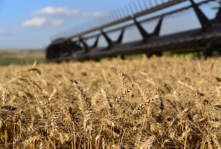 Mercado de trigo inicia colheita no Sul, mas preços seguem em queda e negócios são lentos