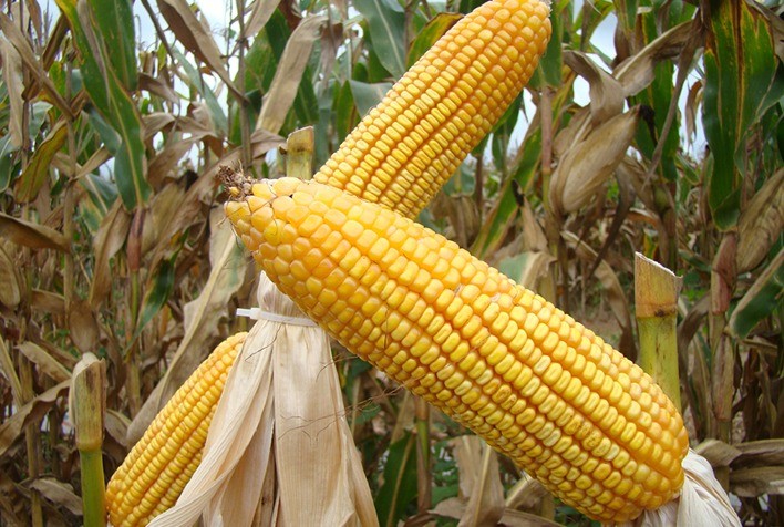 Mercado de Milho no Brasil: Safra de Verão Avança, Preços se Mantêm Firmes e Exportações Enfrentam Pressão