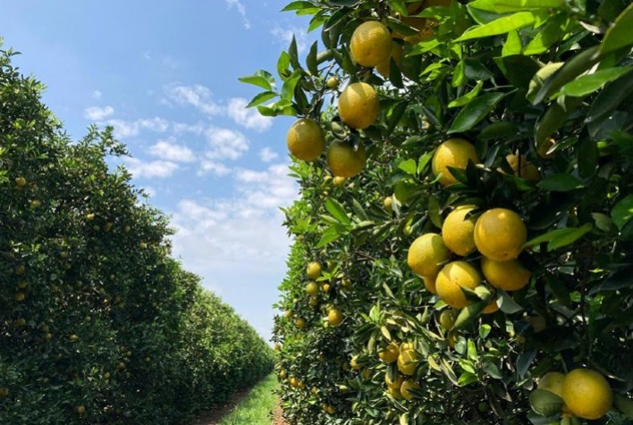 Produção de laranjas cai 21,8% em 2024/25, mas estoques de suco crescem, aponta Fundecitrus