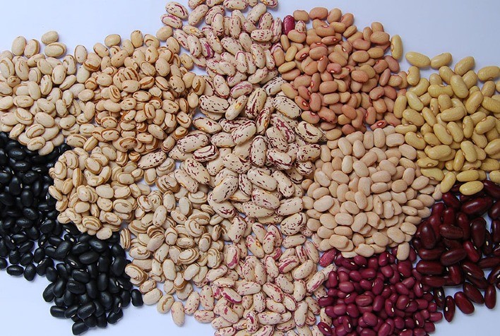 Pequenas lavouras dominam em número, mas grandes produzem a maior parte do feijão no Brasil