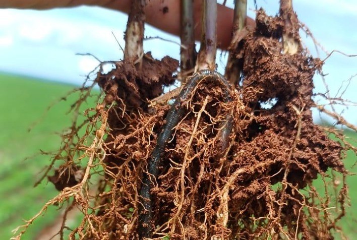 Nova geração de bioinsumos aumenta produtividade da soja em 4,6 sacas por hectare