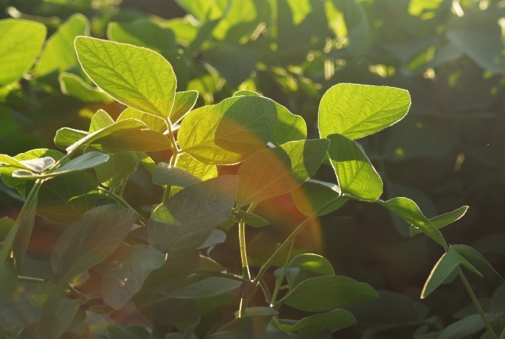 Ferramenta biotecnológica ativa genes de defesa da soja contra ferrugem