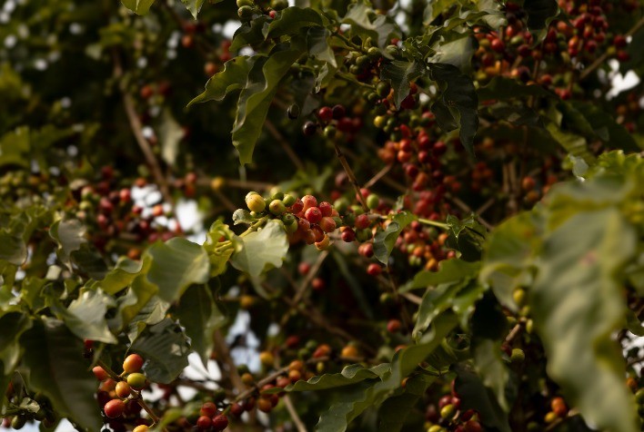 Nespresso lança campanha Precious Origins destacando o Brasil como referência em café sustentável
