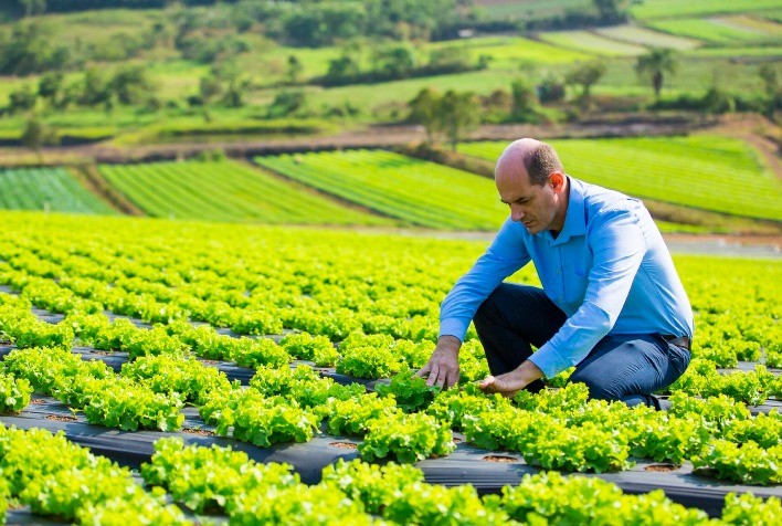 Calor extremo pode inviabilizar cultivo de alface em campo aberto no Brasil até 2100