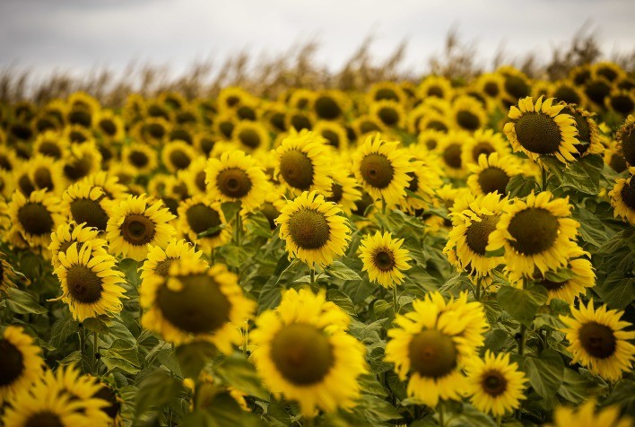 Safra de girassol cresce no Brasil e revela curiosidades sobre a planta