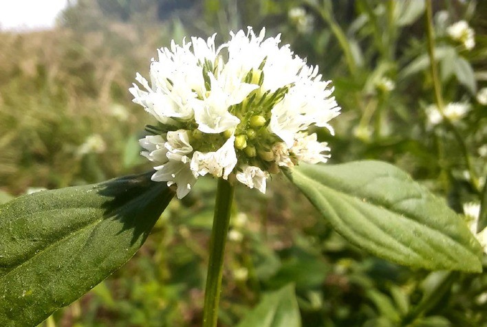 Pesquisadoras da Embrapa alertam para avanço da vassourinha-de-botão em lavouras de soja e milho