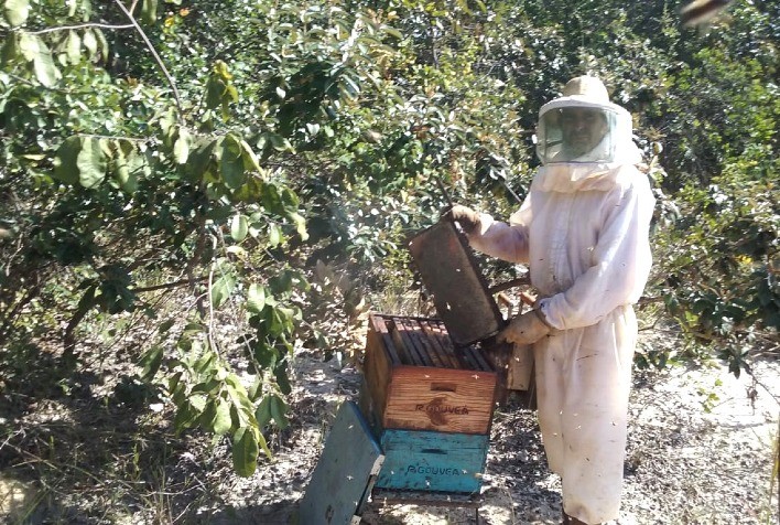 Apicultura familiar em Minas Gerais se destaca por produção sustentável e tradição