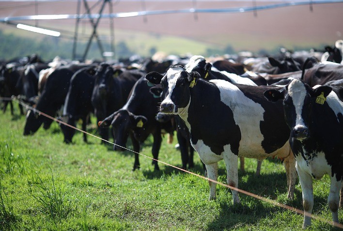 Produção de leite desacelera no Brasil, mas margens seguem positivas para produtores
