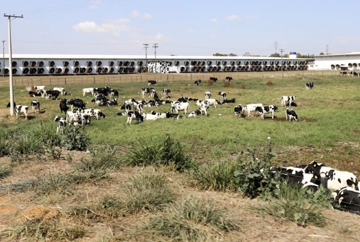 Fazenda de São Paulo lidera ranking dos maiores produtores de leite do Brasil