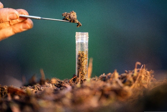 Fungos Persistentes no Solo Ameaçam Safras e Demandam Controle Biológico Sustentável