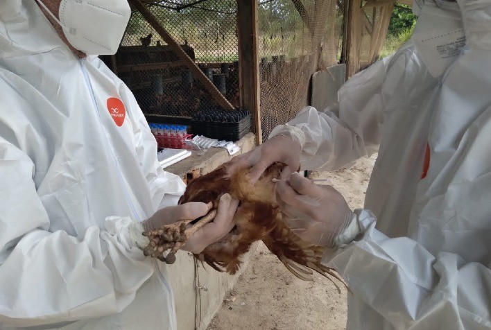 Biossegurança no agronegócio: a chave para proteger a cadeia alimentar brasileira