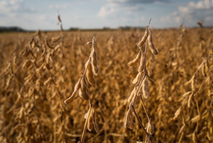 Produção de soja da Ucrânia deve cair 31% em 2025/26, aponta USDA
