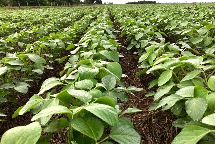 Uso de insumos biológicos impulsiona produção sustentável de soja no Brasil