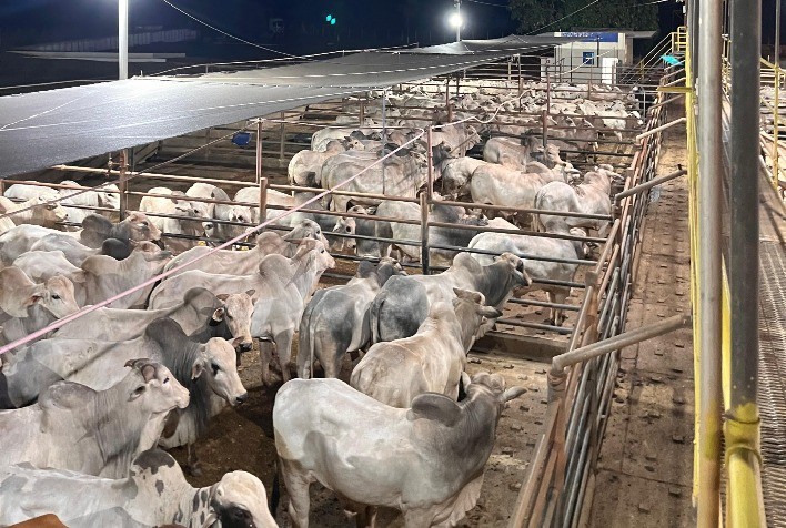 Circuito Nelore de Qualidade 2025 passa por Nova Andradina (MS) com destaque para carcaças de machos e fêmeas