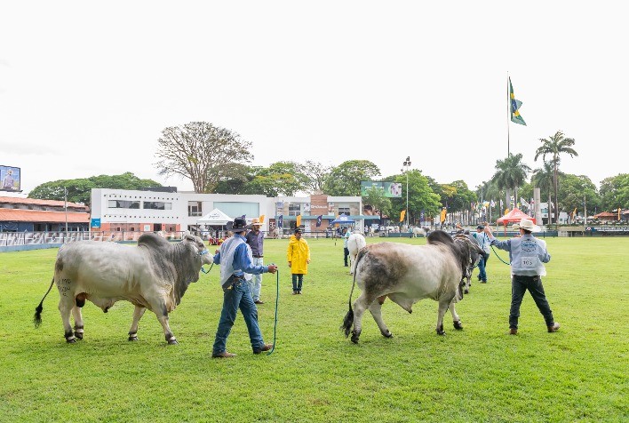 Inscrições abertas para a 21ª ExpoBrahman em Uberaba/MG