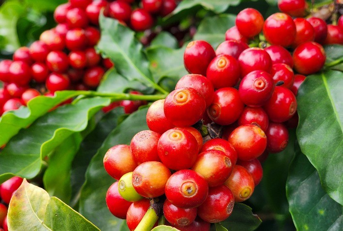 Preços do Café Operam em Direções Contrárias nas Bolsas Internacionais