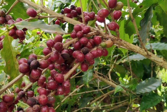 Produtores rurais potencializam lavouras ao misturar agrosilício à compostagem