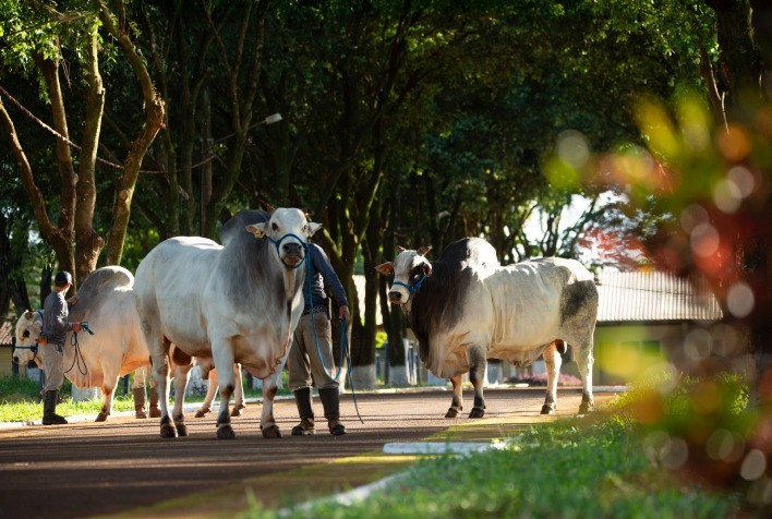 Mapa amplia prazo para atribuição de apelidos a animais com Registro Genealógico Definitivo