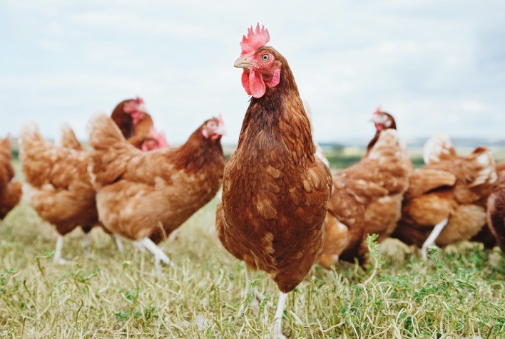 Influenza Aviária mantém pressão sobre mercado de frango e aumenta volatilidade