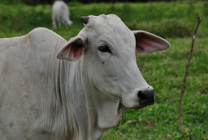 “Caminho do Boi”: Agrodefesa e Seapa apresentam experiência interativa da pecuária na Goiás Genética 2025
