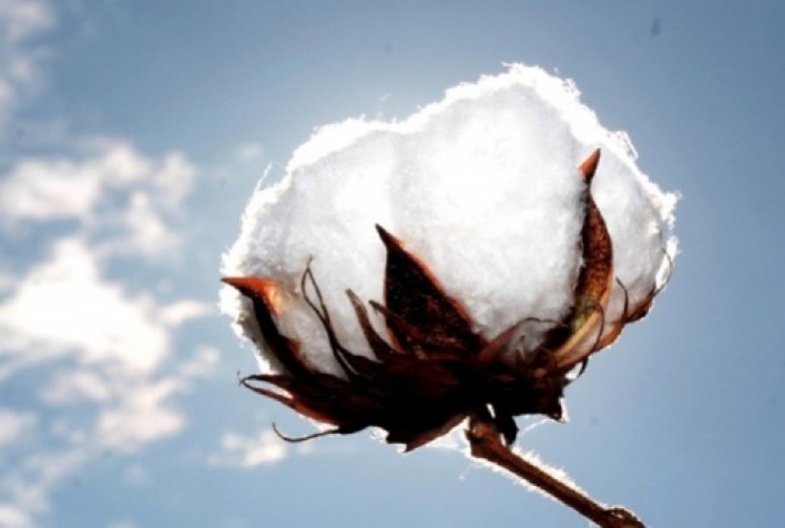 Congresso Brasileiro do Algodão 2026 destaca inovação e sustentabilidade na cotonicultura