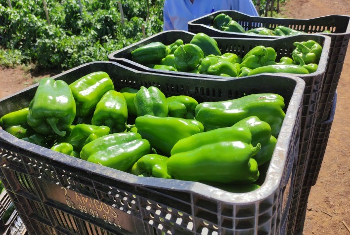 Pimentão Raquel F1 se destaca no Brasil com produtividade e qualidade superiores