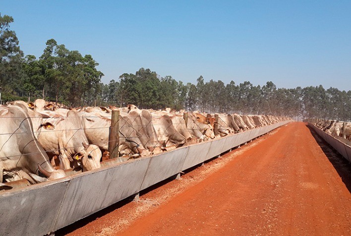 Zoetis Destaca Cuidados Essenciais na Entrada de Confinamento para Garantir Saúde e Produtividade