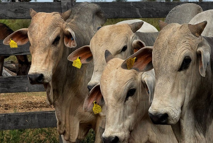 JBS supera 120 mil tags de rastreabilidade entregues a pecuaristas no Pará