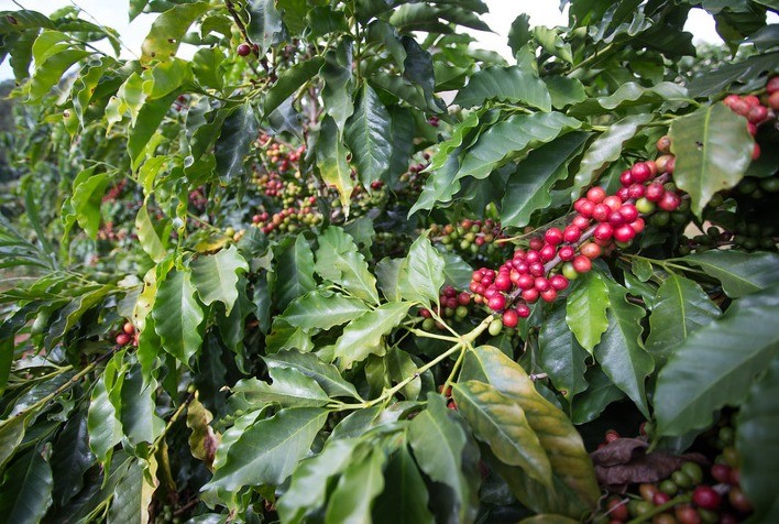 Bicho-mineiro-do-café compromete folhas e reduz produtividade dos cafezais