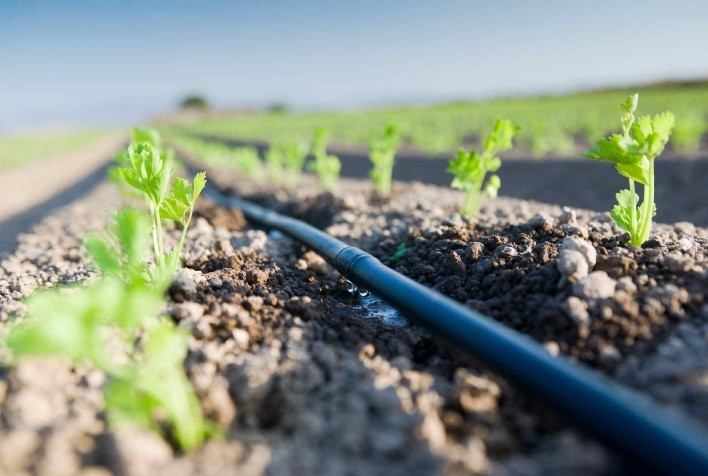 Irrigação por gotejamento: escolha correta do sistema aumenta produtividade e eficiência