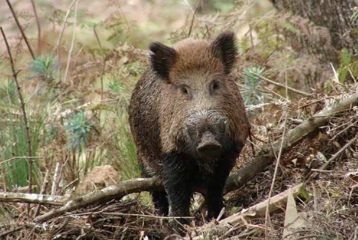 Guerra aos javalis em Santa Catarina: população crescente ameaça lavouras e segurança rural