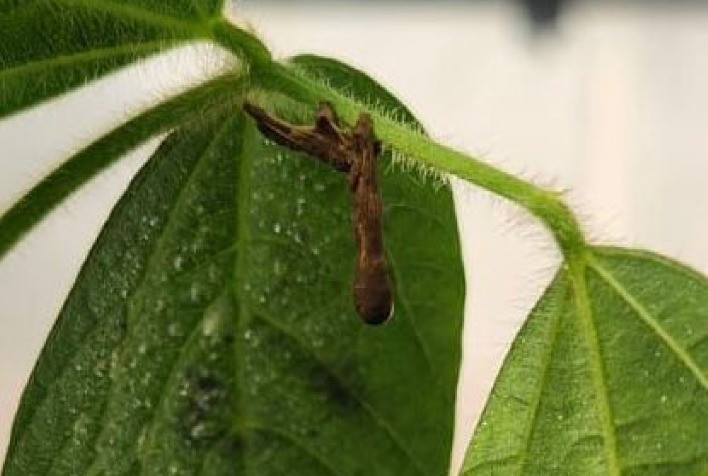 Biodefensivo à Base de Baculovírus Surge como Alternativa Sustentável no Controle da Lagarta-do-Cartucho